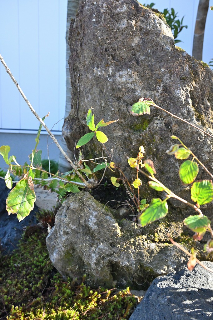 植栽工事 自然樹形 山採り 自然な雰囲気 森 森のような雰囲気