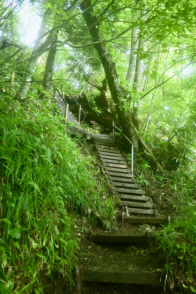 植栽工事 自然樹形 山採り 自然な雰囲気 森 森のような雰囲気 登山 登山道 樹林帯