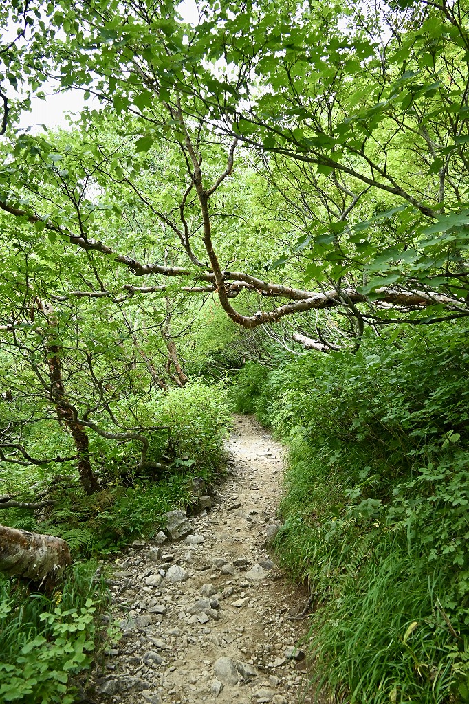 植栽工事 自然樹形 山採り 自然な雰囲気 森 森のような雰囲気 登山 登山道 樹林帯