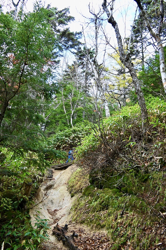 植栽工事 自然樹形 山採り 自然な雰囲気 森 森のような雰囲気 登山 登山道 樹林帯
