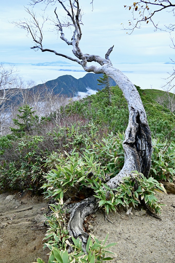 植栽工事 自然樹形 山採り 自然な雰囲気 森 森のような雰囲気 登山 登山道 樹林帯