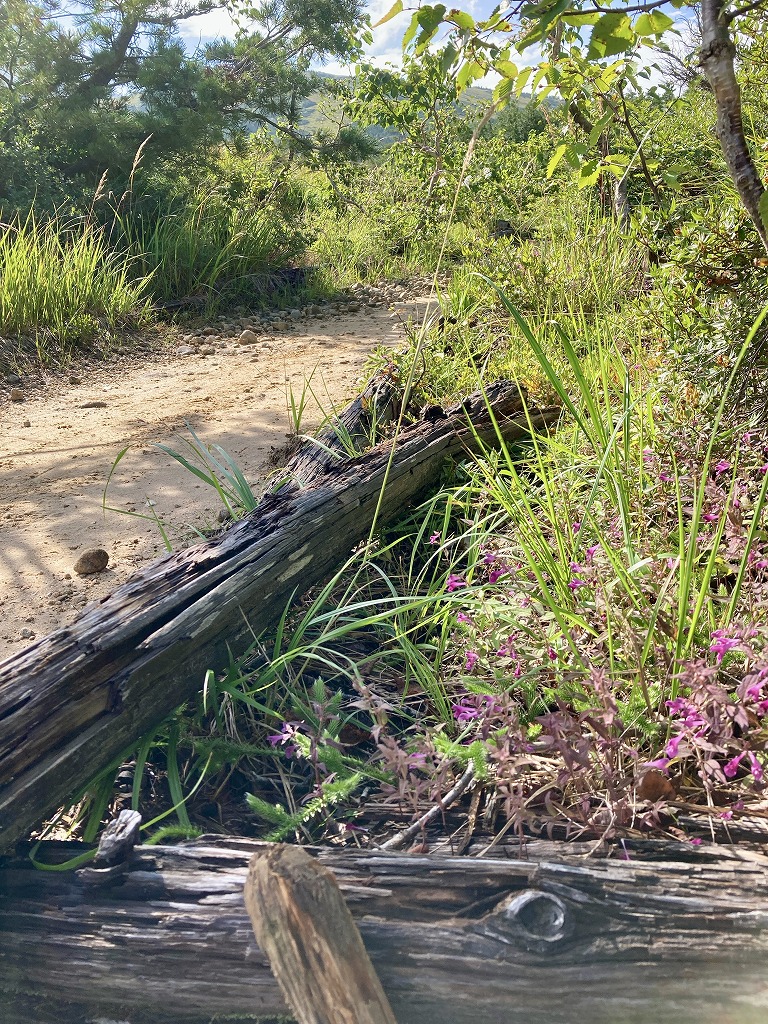 植栽工事 自然樹形 山採り 自然な雰囲気 森 森のような雰囲気 登山 登山道 樹林帯
