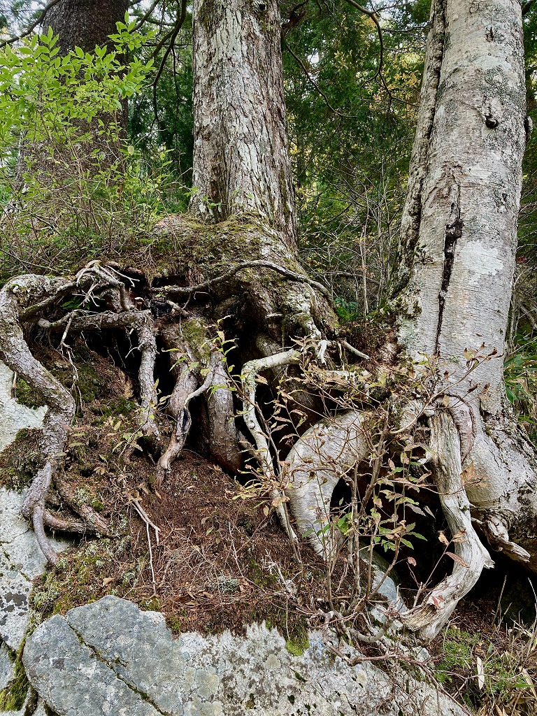 植栽工事 自然樹形 山採り 自然な雰囲気 森 森のような雰囲気 登山 登山道 樹林帯
