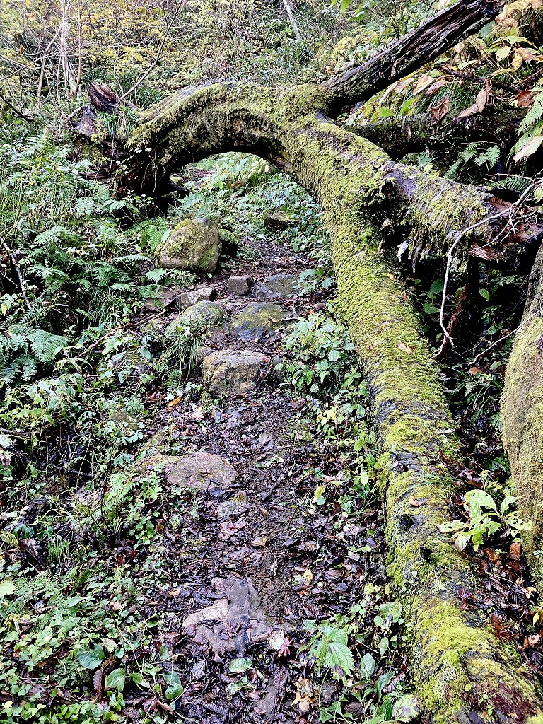 植栽工事 自然樹形 山採り 自然な雰囲気 森 森のような雰囲気 登山 登山道 樹林帯