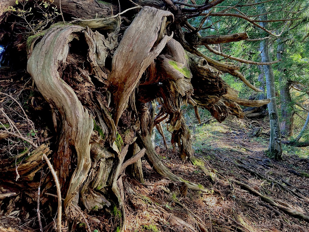植栽工事 自然樹形 山採り 自然な雰囲気 森 森のような雰囲気 登山 登山道 樹林帯