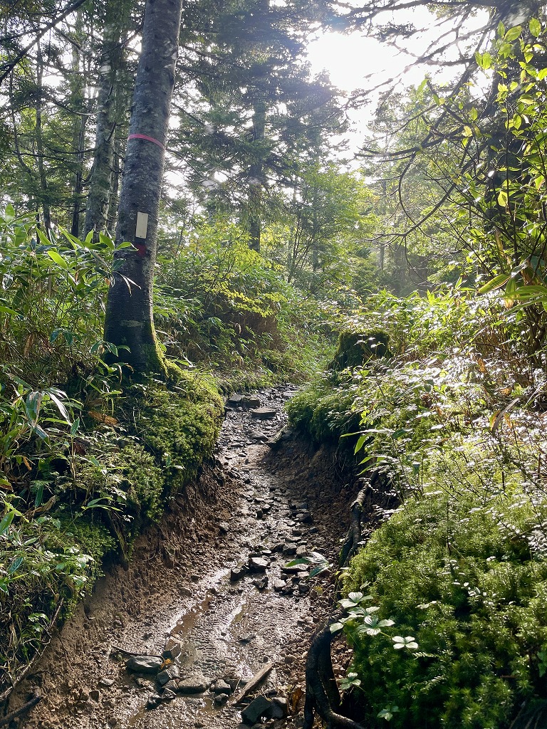 植栽工事 自然樹形 山採り 自然な雰囲気 森 森のような雰囲気 登山 登山道 樹林帯